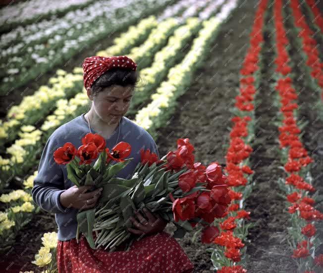 Növénytermesztés - Tulipánszezon a kertészetben