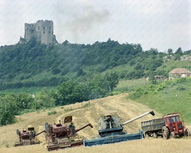 Mezőgazdaság - Aratnak Cseszneken