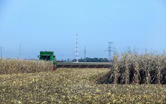 Mezőgazdaság - Debrecen - Kukorica betakarítás