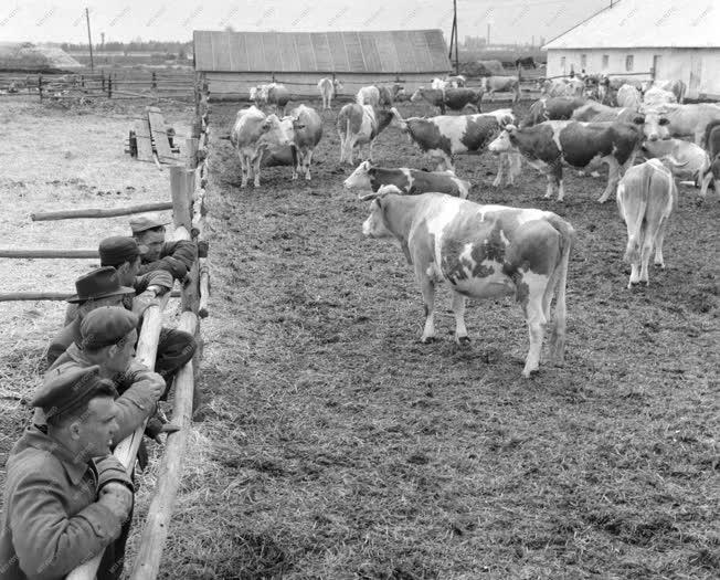 Mezőgazdaság - Harminckét év után hazatért Kanadából a Tóth család