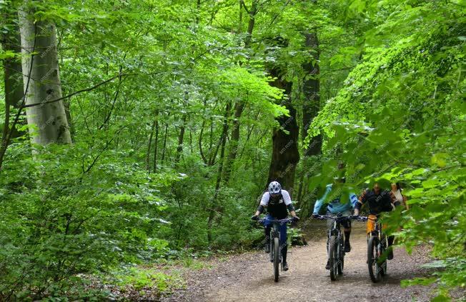 Szabadidő - Sport - Hegyi kerékpárosok a budai erdőben