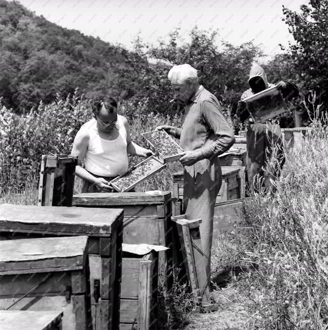 Mezőgazdaság - Méhészet - Vándorméhészek a Pilisben