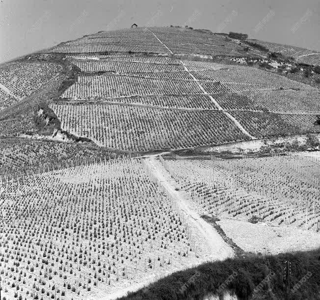 Tokaj