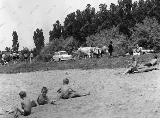 A szerző válogatása - Hétvége a Tisza-parton