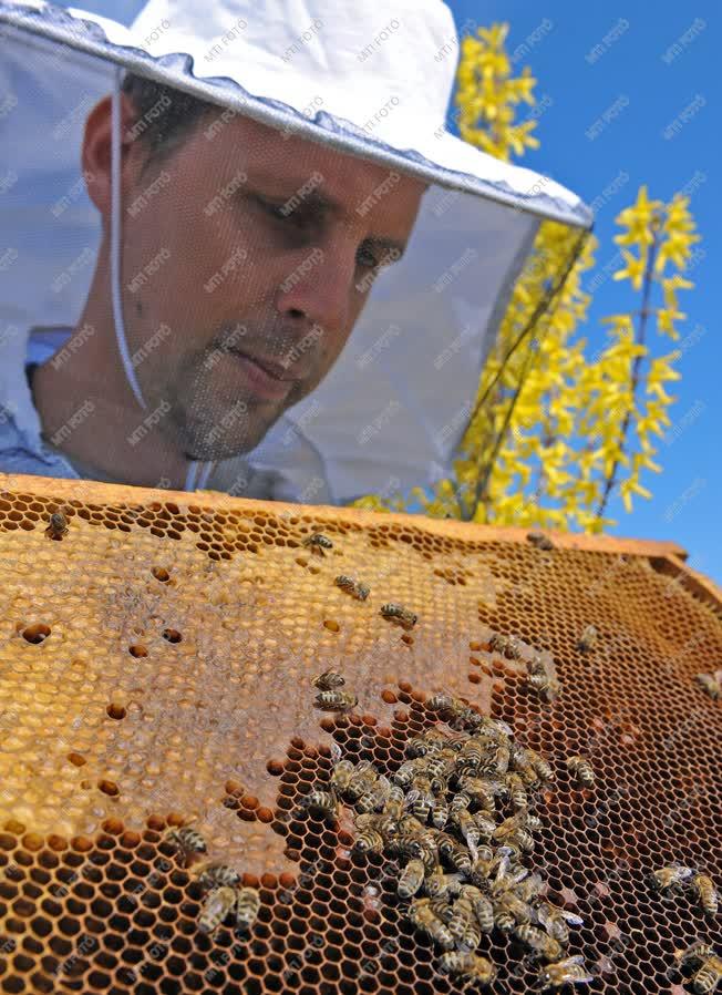 Méhészet - Sajószöged - Indul a méhész szezon