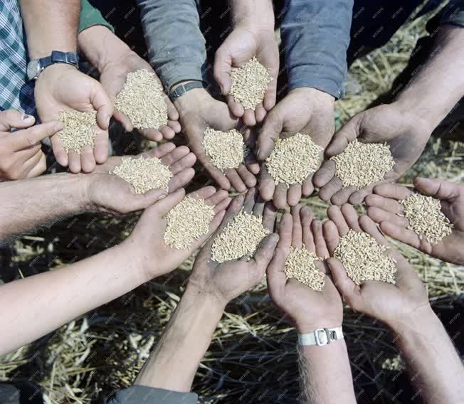 Mezőgazdaság - Búzaszemeket tartó arató kezek 