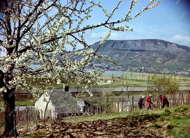 Kora tavasz a Balatonnál