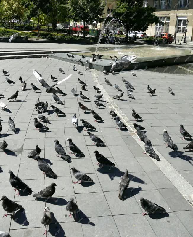 Városkép - Budapest - Galambok a szökőkútnál