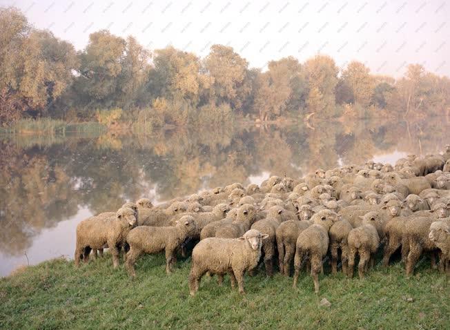 Állattenyésztés - Birkanyáj Bodrogkeresztúrnál