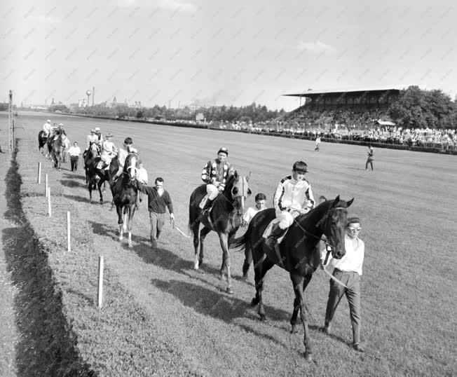 Lósport - Magyar Derby