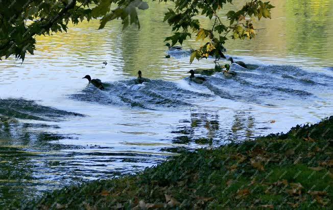 Természet - Martonvásár - Vadkacsák a Brunszvik-kastély parkjában