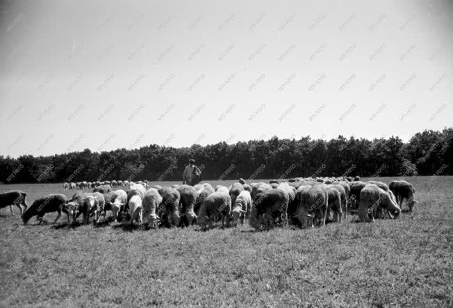 Mezőgazdaság - Közös munka a szövetkezetben