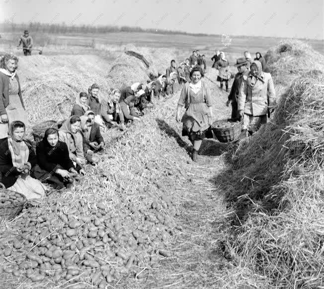 Mezőgazdasági munkák - Növénytermesztés - Balkányi ÁG