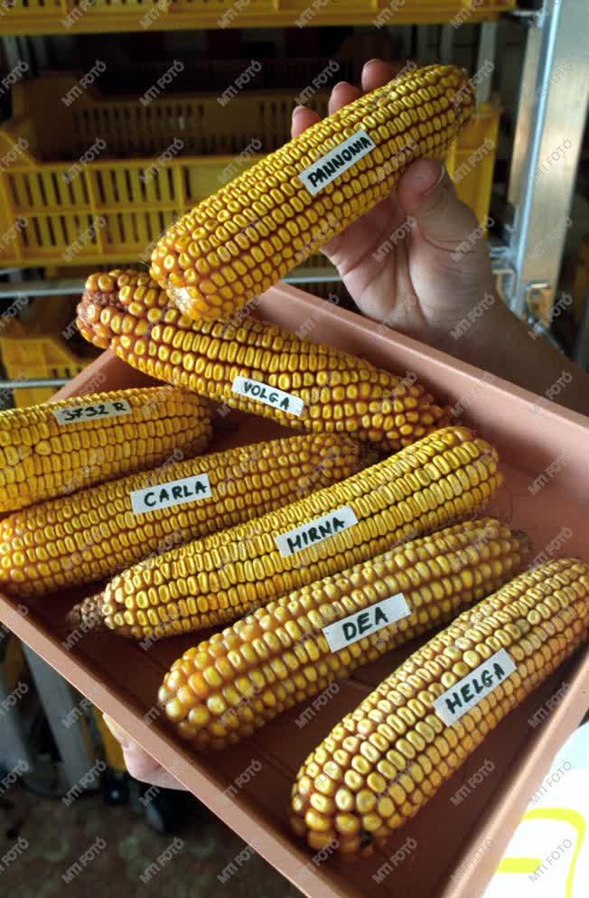 Kukorica vetőmag a farmergazdaságoknak