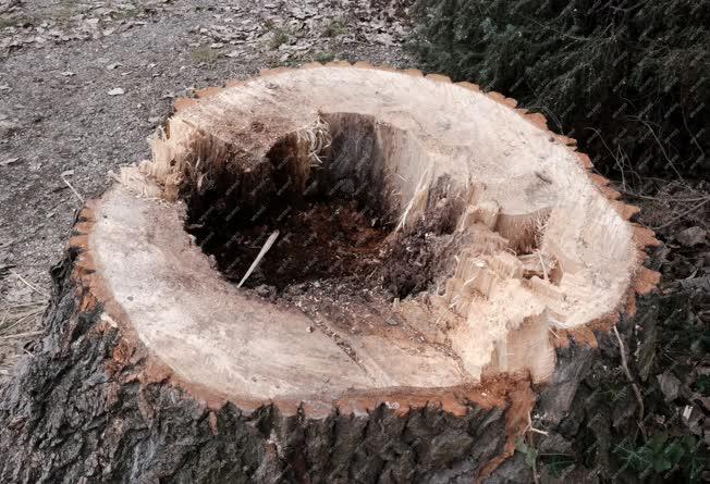 Környezetvédelem - Kismaros - Elkorhadt fák kivágása