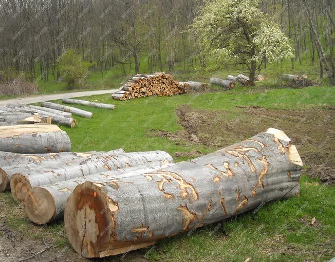 Vértes - Erdőgazdálkodás - Erdőfrissítés 