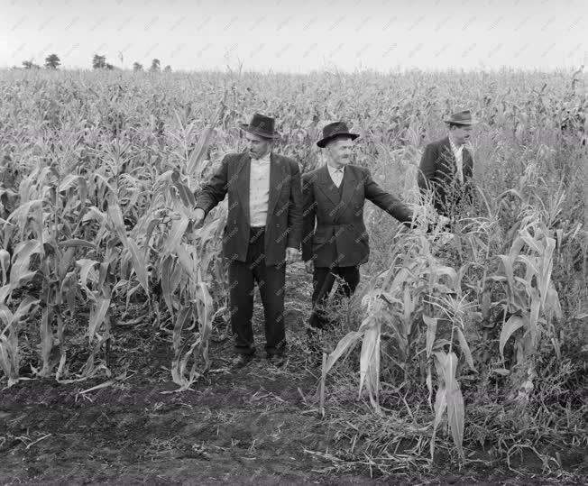 Mezőgazdaság - Kemizálási bemutató az agárdi Győzelem Állami Gazdaságban