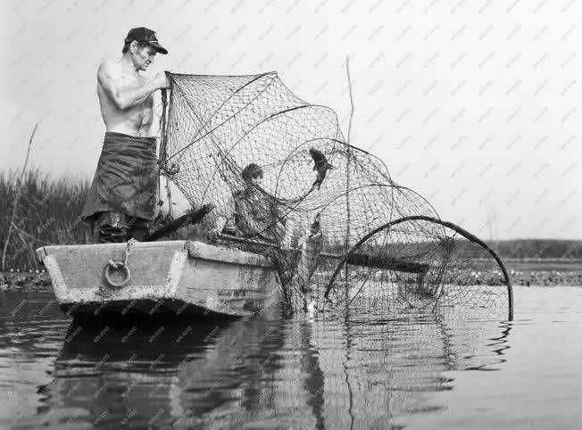 Halászat - Varsás halászat a Tisza-tavon