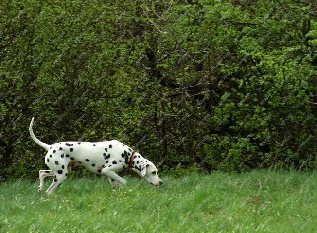 Természet - Kutya - Dalmata