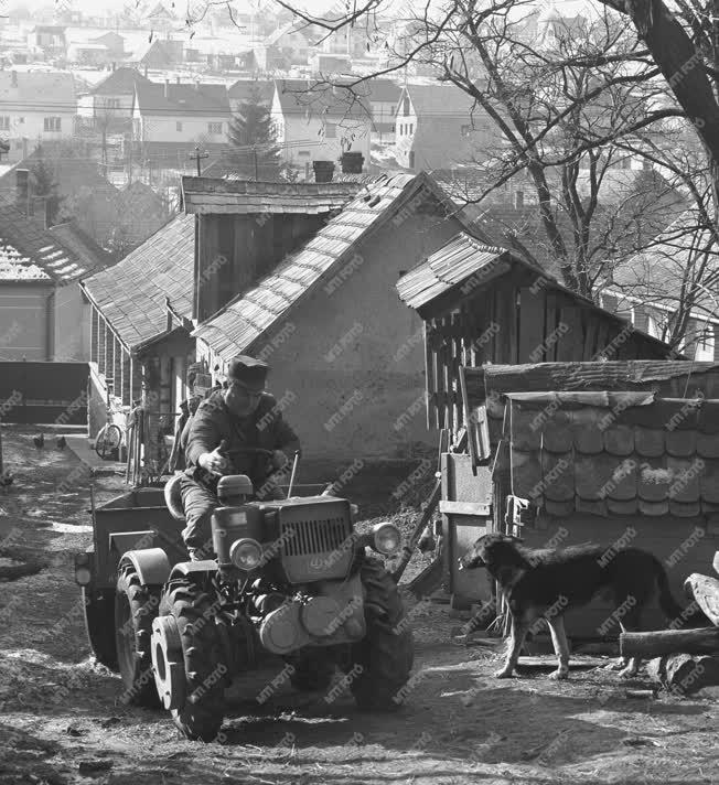 Mezőgazdaság - Háztáji és kisegítő gazdaságok