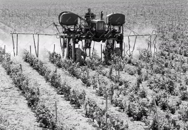 Mezőgazdaság - Védekezés a szőlő peronoszpóra ellen