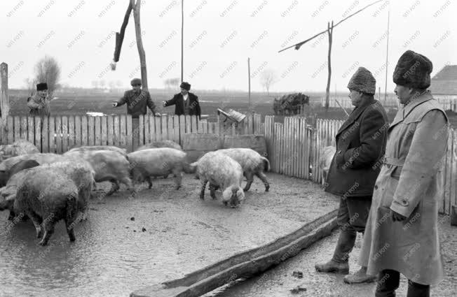 Mezőgazdaság - Termelőszövetkezeti vezetők Bakonszegen