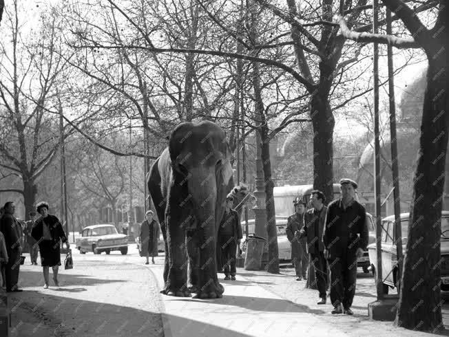 Érdekesség - Elefánt a pesti utcán