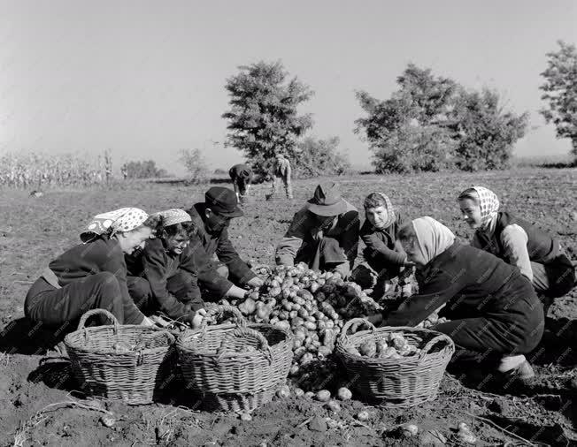 Mezőgazdaság - Betakarítás az álmosdi Kossuth Tsz-ben