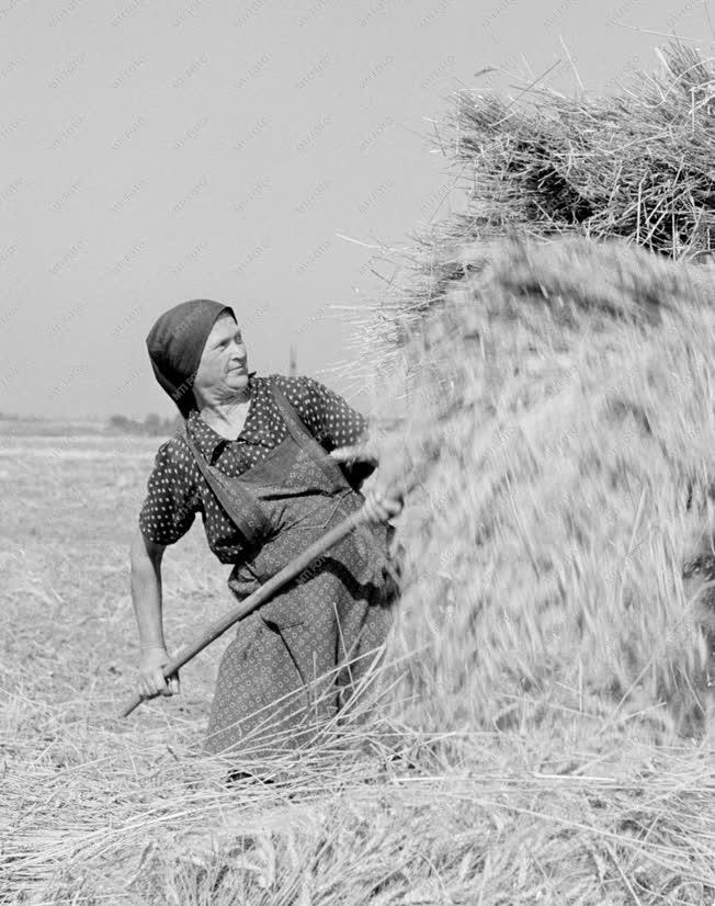 Mezőgazdaság - Munkában egy parasztasszony