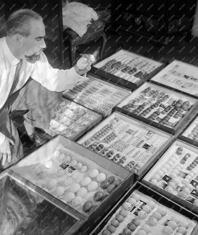 Állatvilág - Janisch Miklós zoológus egyedülálló tojásgyűjteménye