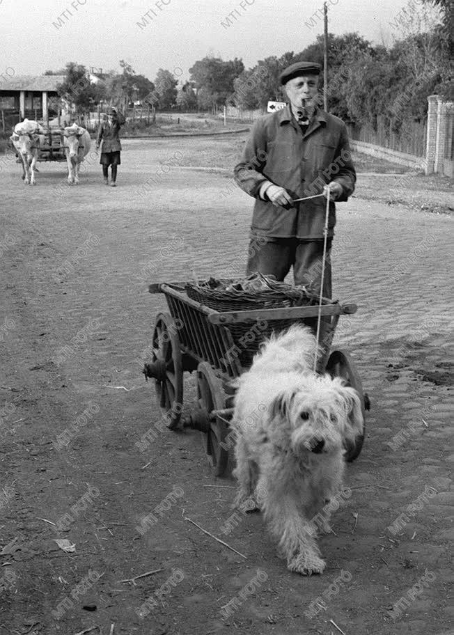 A szerző válogatása - Kutyafogat