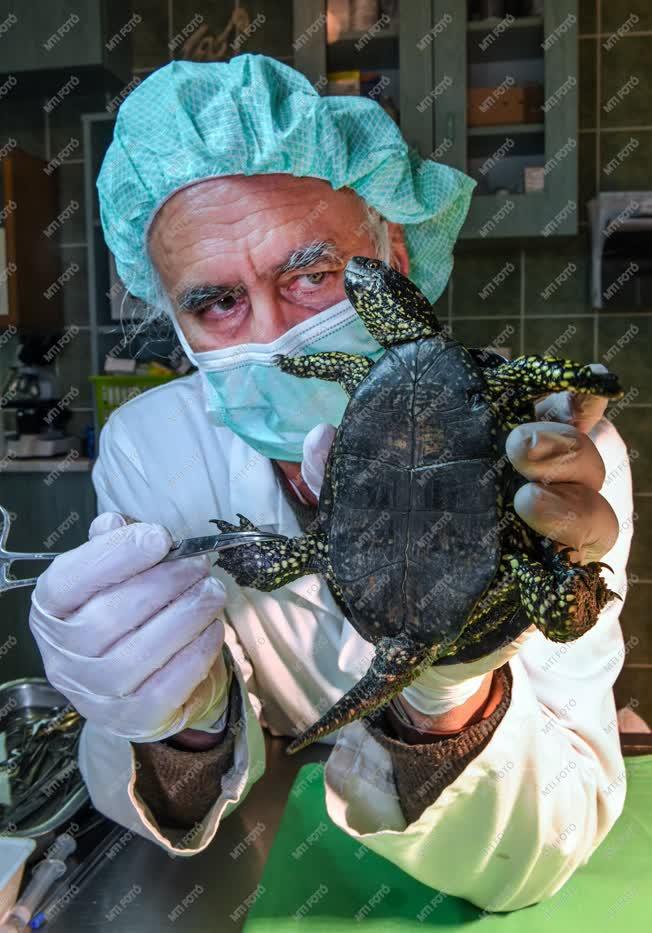 Természetvédelem - Hortobágy - Mocsári teknős gyógyítása