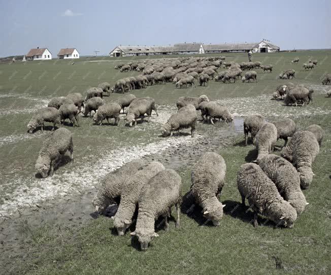 Mezőgazdaság - Állattenyésztés a Hortobágyon