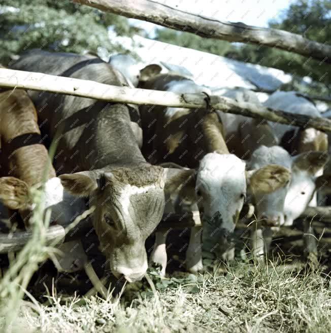 Mezőgazdaság - Állattenyésztés - Szarvasmarha