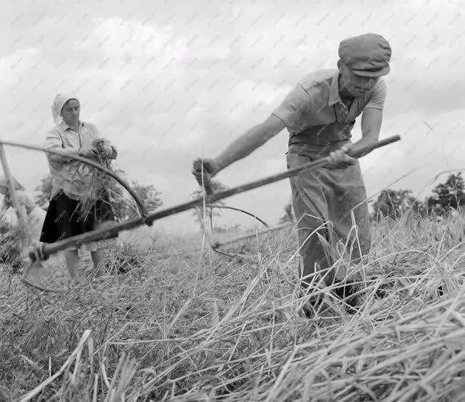 Mezőgazdaság - Kézi aratás a kisgyaláni Petőfi Tsz-ben