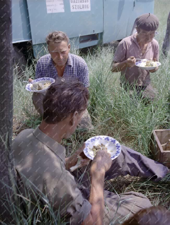 Mezőgazdaság - Életkép - Kombájnosok ebédszünetben 