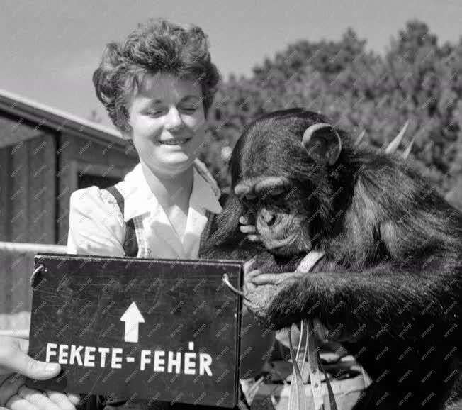 Állatvilág - Filmet forgatnak az intelligens Böbe majomról