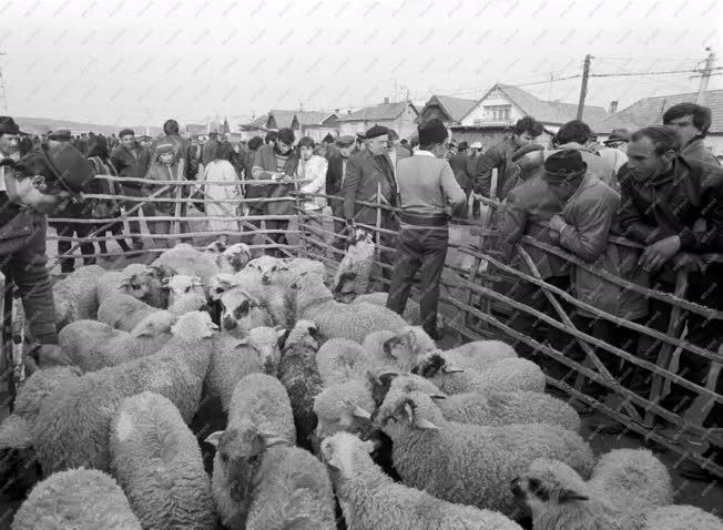 Hagyomány - Kereskedelem - Bárányvásár Bánfihunyadon