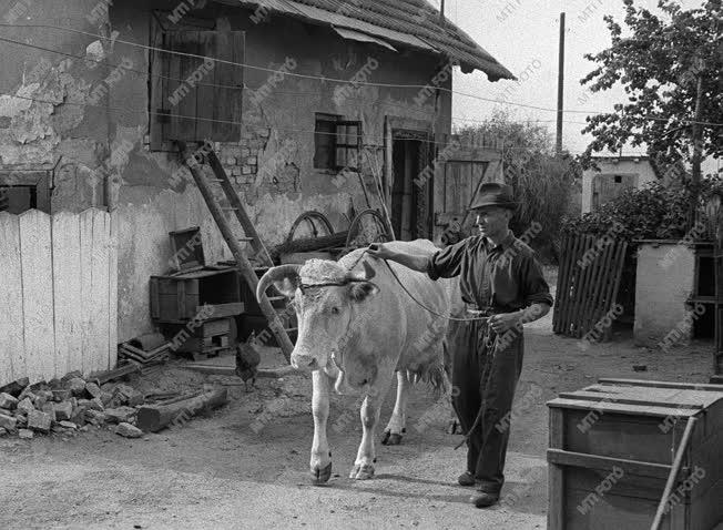 A szerző válogatása - Hencsei Lajos bakter