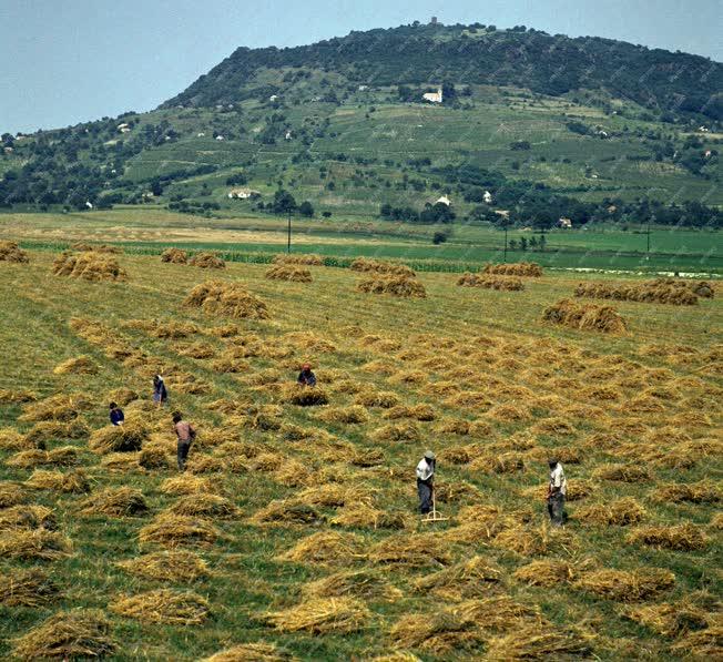 Mezőgazdaság - Betakarítás a Somló lábánál