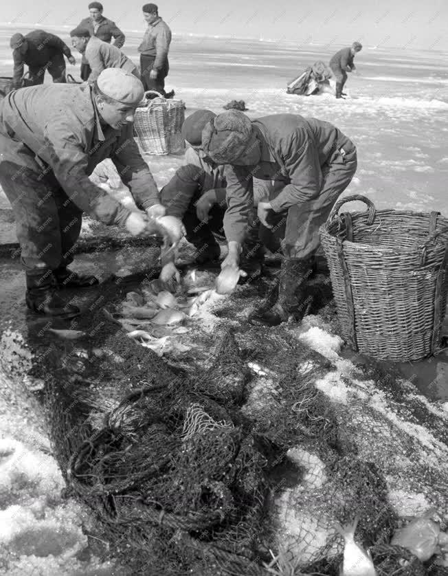 Mezőgazdaság - Jég alatti halászat a Balatonon 