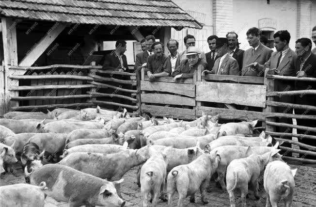 Mezőgazdaság - Vörös Csillag Tsz