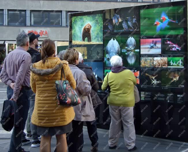 Természetvédelem - Budapest - Máté Bence természetfotó kiállítása