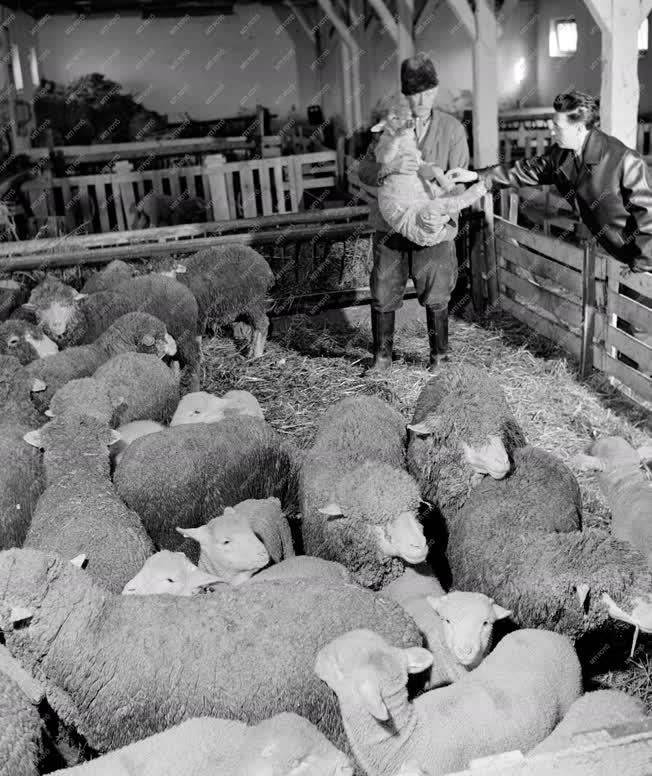 Mezőgazdaság - Állattenyésztés - Bárányok korai leválasztása