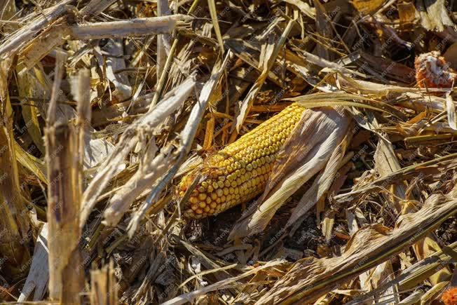 Mezőgazdaság - Létavértes - Kukorica betakarítása 