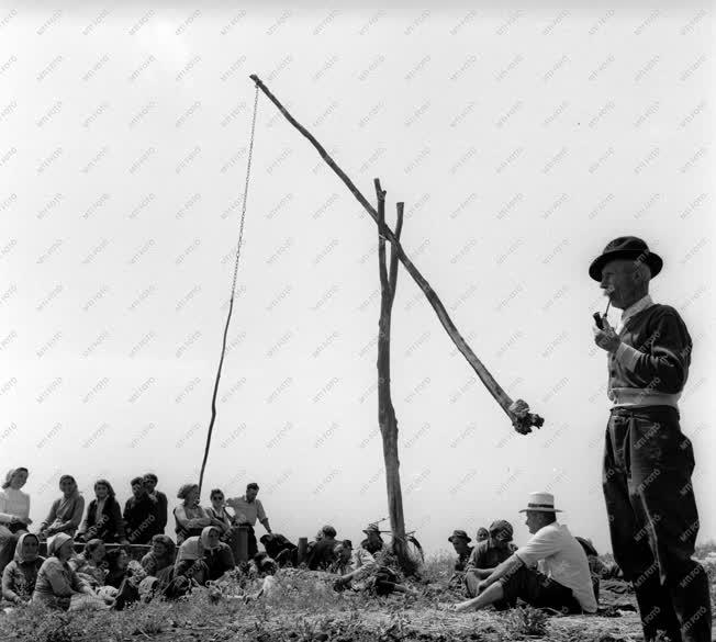 Mezőgazdaság - A kübekházai Sarló-kalapács tsz