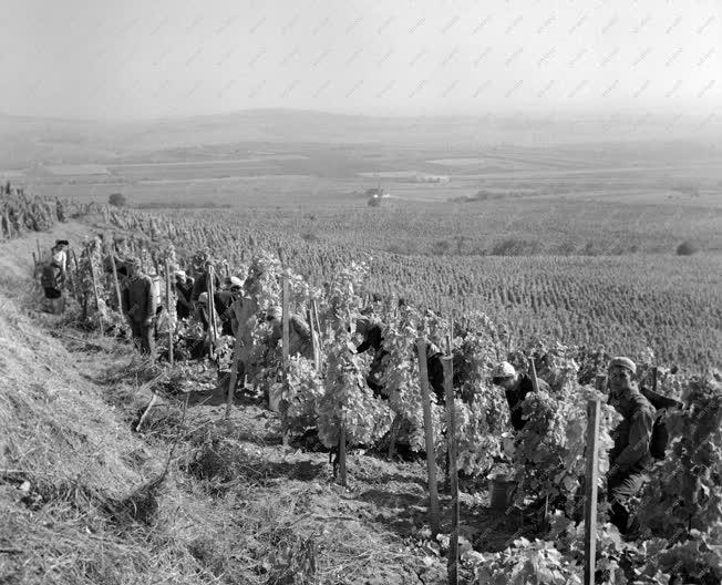 Mezőgazdaság - Szüret a Tolcsvai Állami Gazdaságban