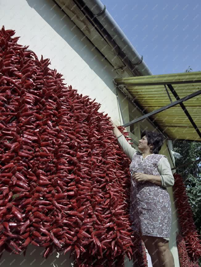 Ipar - Élelmiszeripar - Szárad a fűszerpaprika