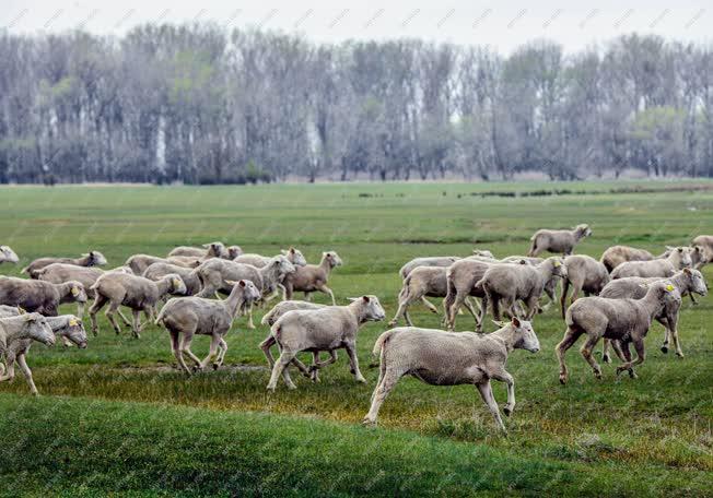 Mezőgazdaság - Kezdődik a legeltetési szezon Hortobágyon