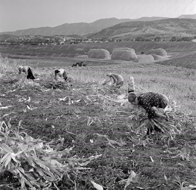 Mezőgazdaság - Őszi munkák Mátraderecskén
